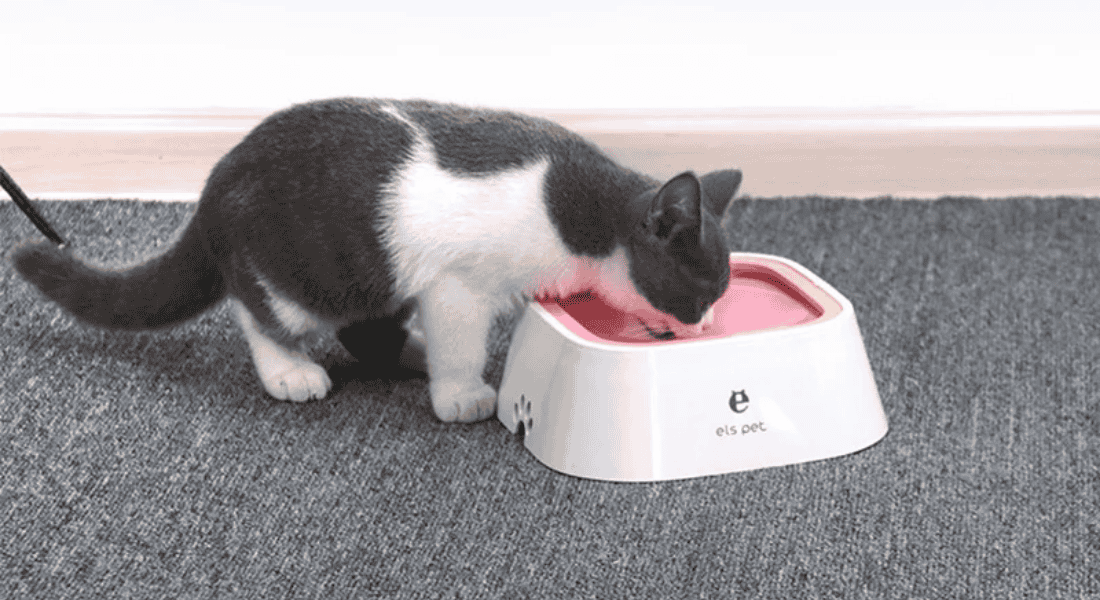 Why Your Cat Needs a Pet Fountain – A Vet’s Honest Take