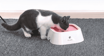 Why Your Cat Needs a Pet Fountain – A Vet’s Honest Take